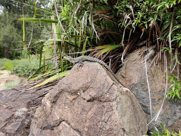 Australian National Botanic Gardens.jpg