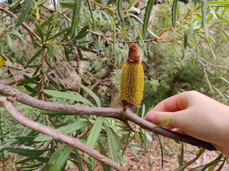 Australian National Botanic Gardens.jpg