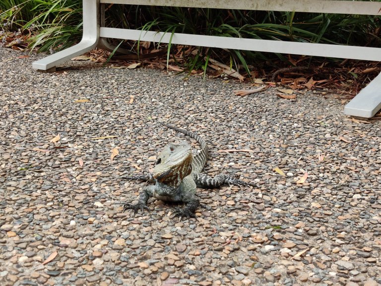 Australian National Botanic Gardens.jpg