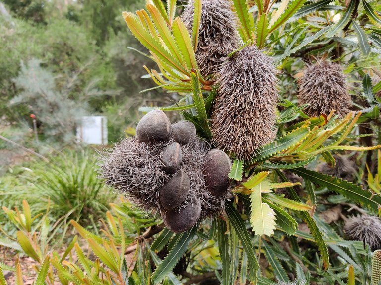 Australian National Botanic Gardens.jpg