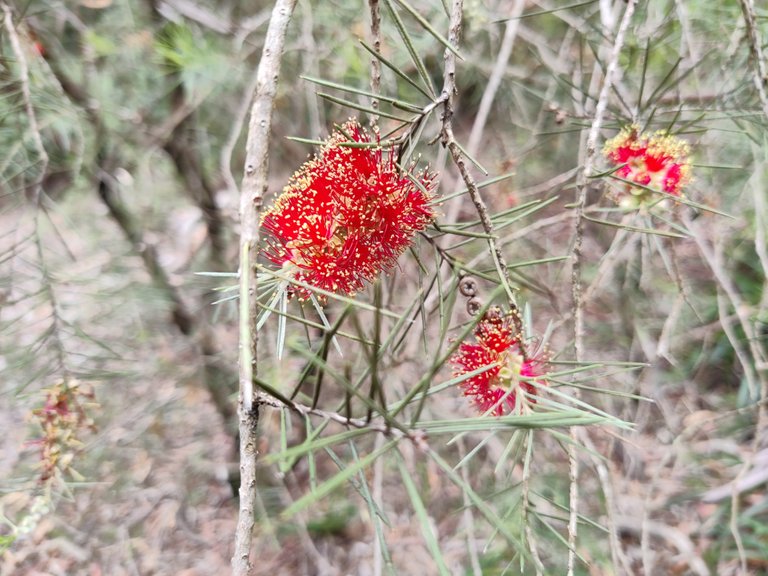 Australian National Botanic Gardens.jpg