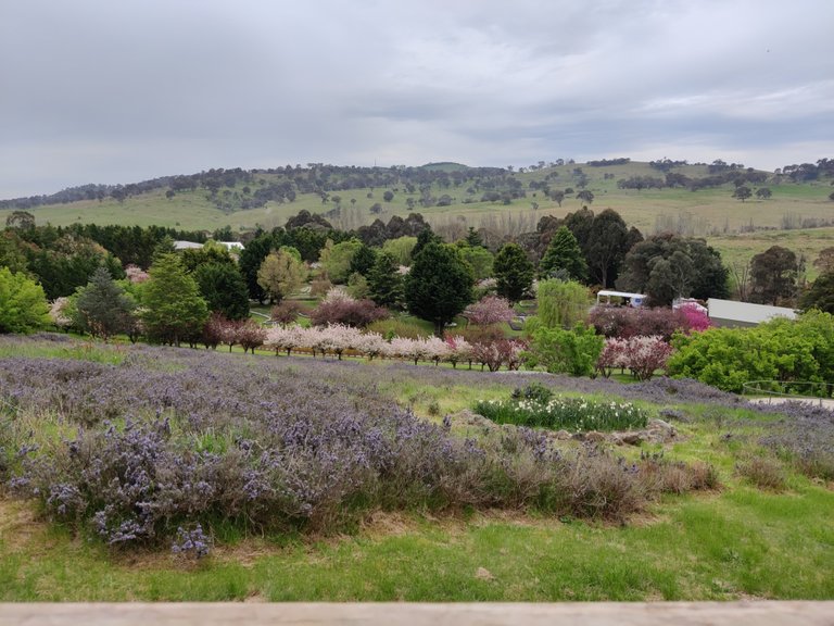 Tulip Top: Sutton/Bywong, AUSTRALIA.jpg