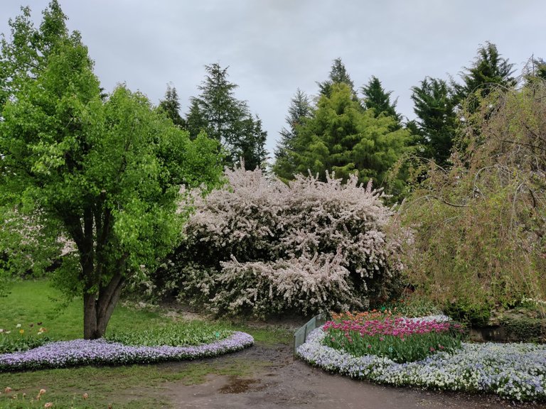 Tulip Top: Sutton/Bywong, AUSTRALIA.jpg