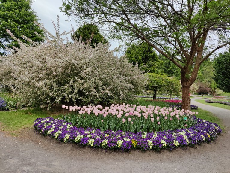 Tulip Top: Sutton/Bywong, AUSTRALIA.jpg