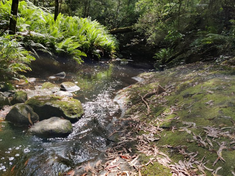 Kalimna Falls and Walking Trail: Victoria, AUSTRALIA.jpg