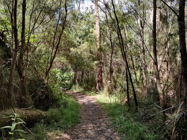 Kalimna Falls and Walking Trail: Victoria, AUSTRALIA.jpg