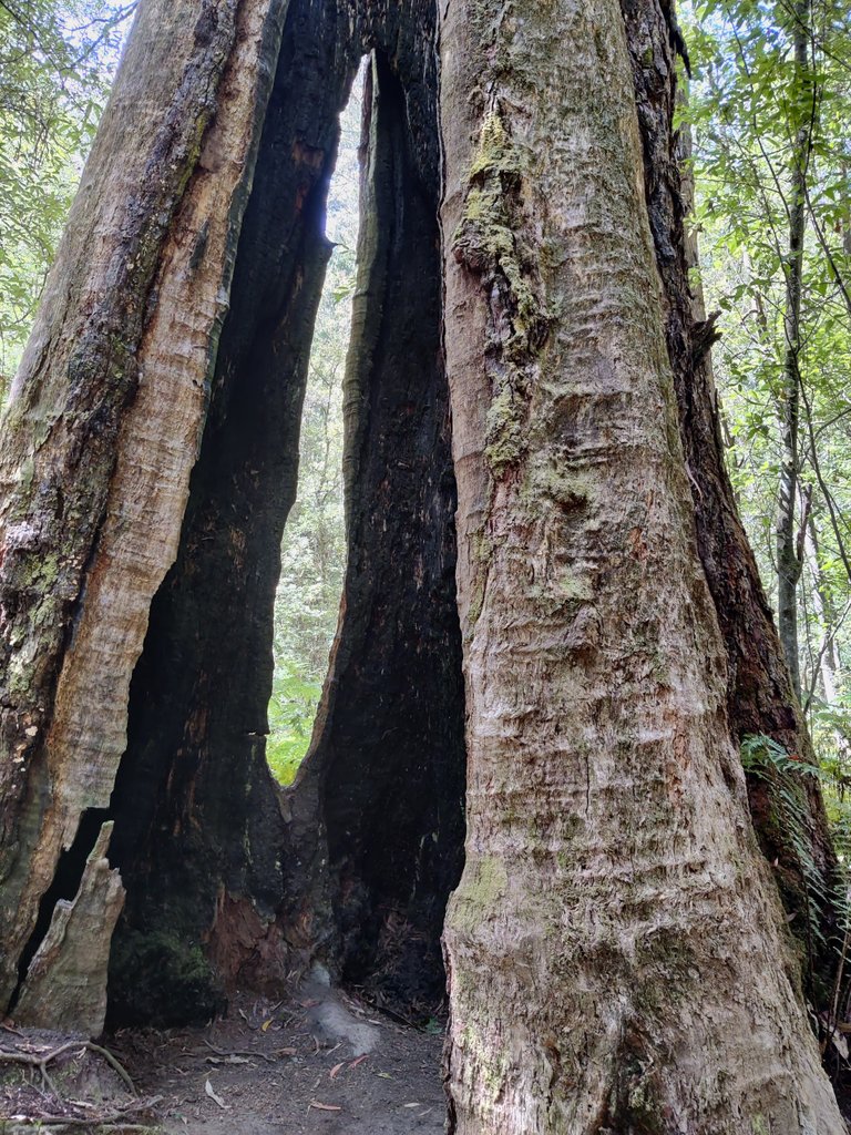 Kalimna Falls and Walking Trail: Victoria, AUSTRALIA.jpg