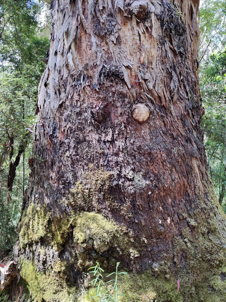 Kalimna Falls and Walking Trail: Victoria, AUSTRALIA.jpg