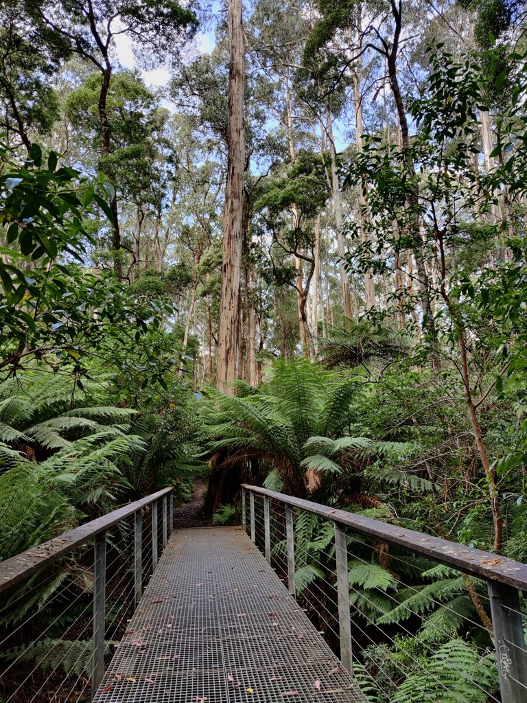 Kalimna Falls and Walking Trail: Victoria, AUSTRALIA.jpg