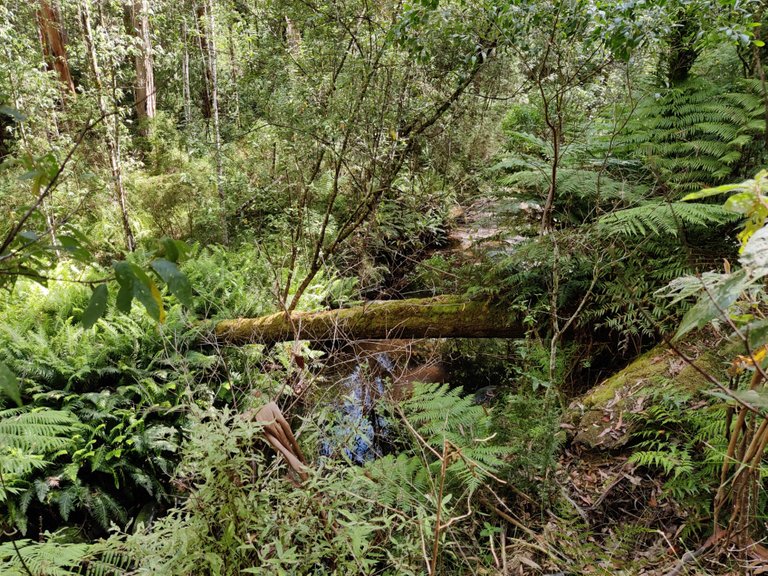 Kalimna Falls and Walking Trail: Victoria, AUSTRALIA.jpg