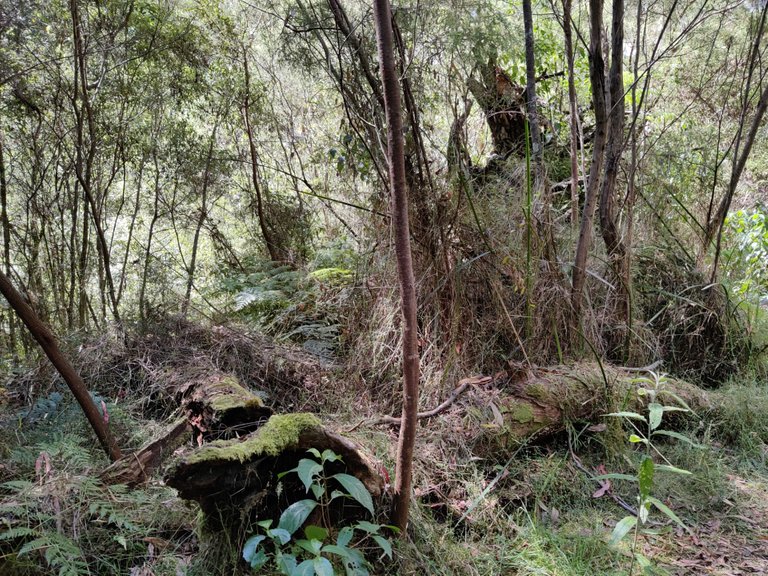 Kalimna Falls and Walking Trail: Victoria, AUSTRALIA.jpg