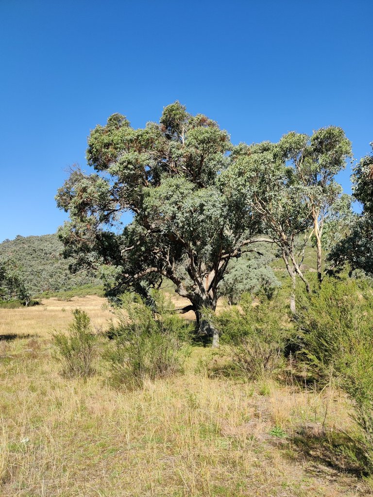 Birrigai Trails: Canberra, AUSTRALIA.jpg