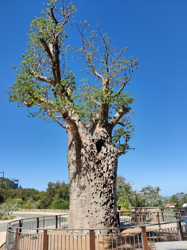 Last photos from our Kings Park Walk.jpg