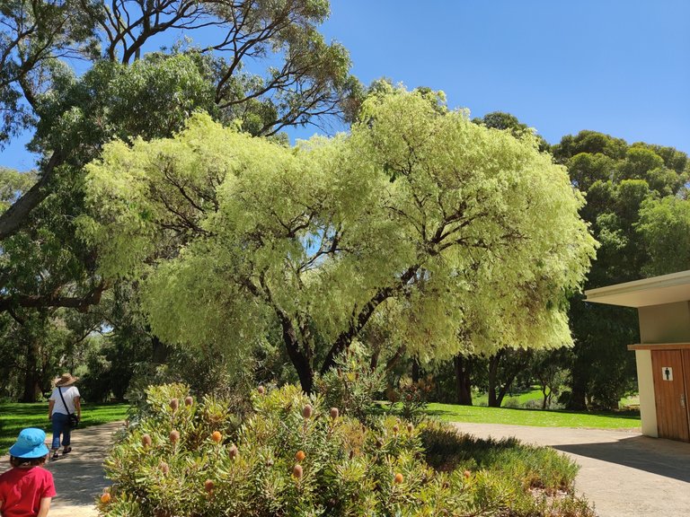 Last photos from our Kings Park Walk.jpg