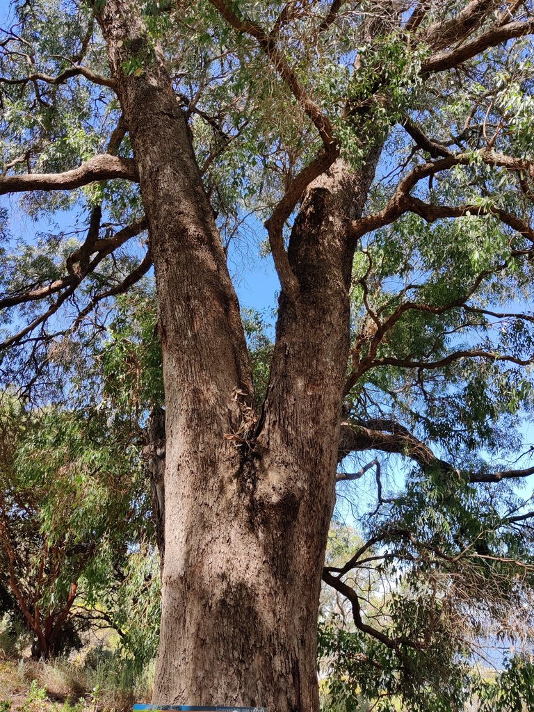 Last photos from our Kings Park Walk.jpg