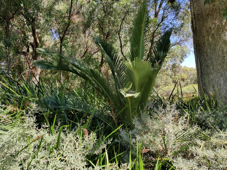 Last photos from our Kings Park Walk.jpg