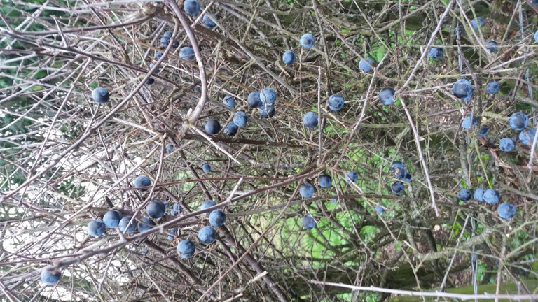 Sloes/Blackthorn berries. Quite common in the UK and often used to make homemade sloe gin