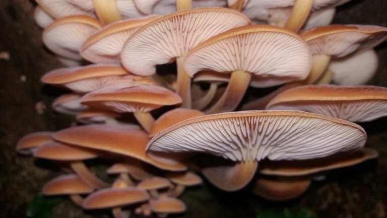 A cluster of perfect Velvet Shanks found on a rode-side verge on the walk back to the carpark.