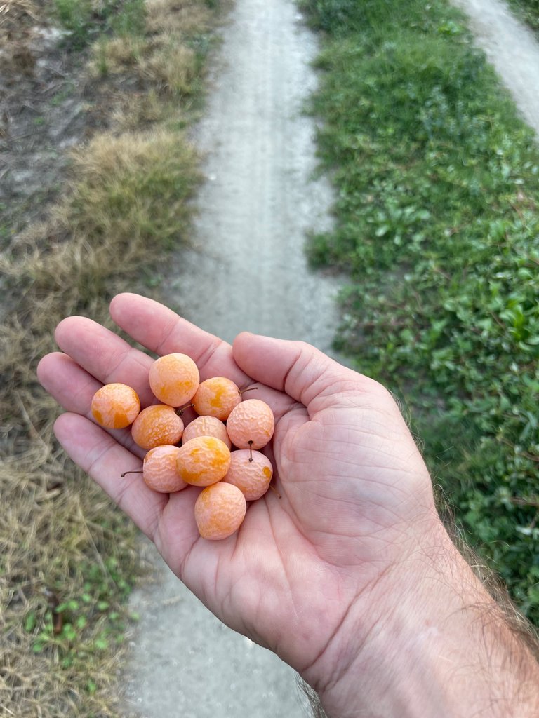 cherry apricots???