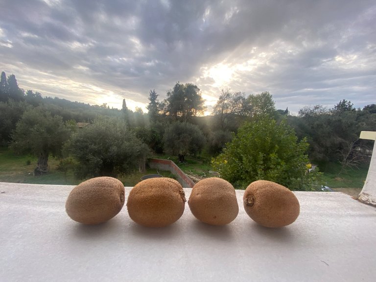 soon to be more ripe and yummy kiwis