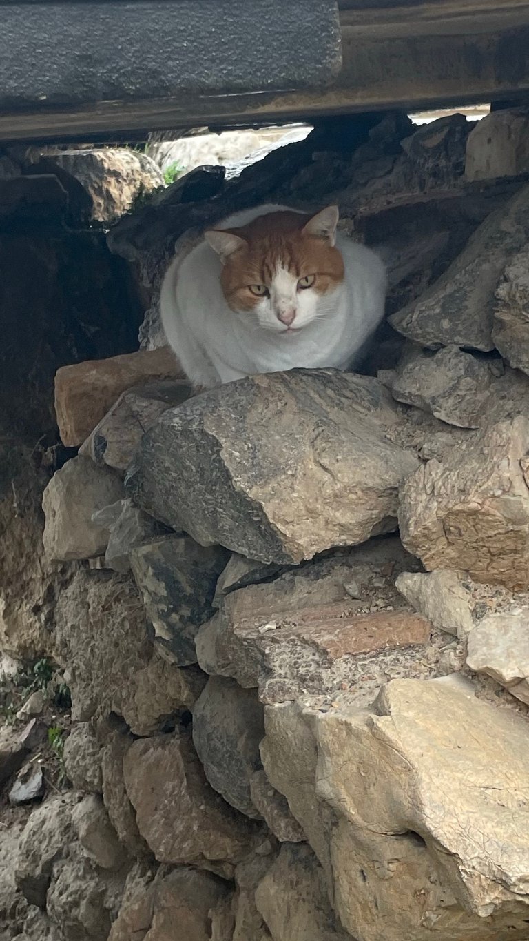 Kitty was hiding from rain too 