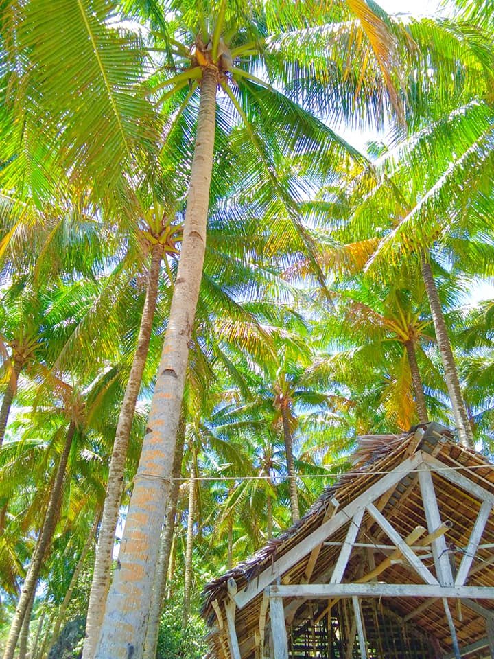 The coconut trees. The owner of the beach maintains the coconut out of fruit for security purposes. Did you notice there is no fruit in the coconut trees because last year I forgot what year but unexpected accident a 21 years old boy died coast of falling the coconut fruit?. So that is why the owner decided to get rid of all coconut trees. 