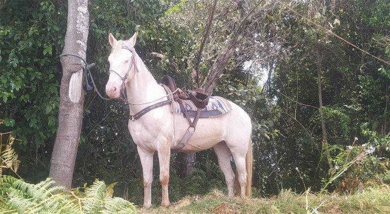 Albino horse/caballito albino