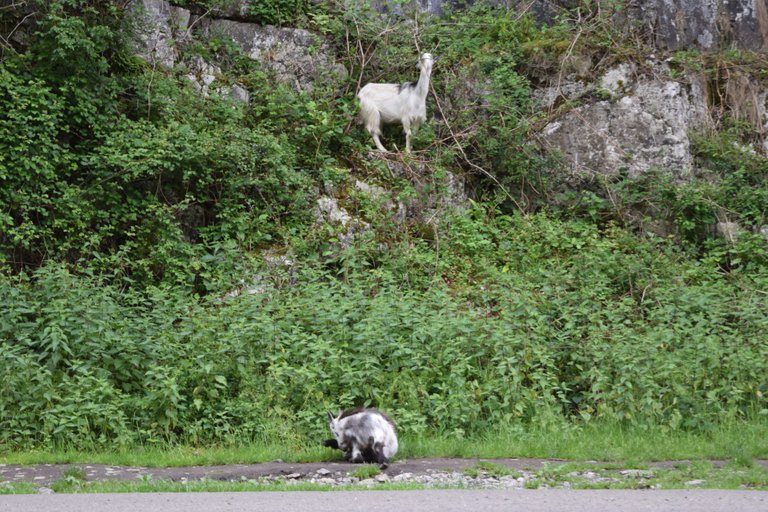 We found some goats