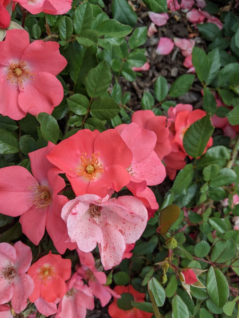 These were one of my favourites. Before you plant lovers ask me what it is; I have no idea! All I know is that I loved the colour (soft pink) and I love that the specked petals were growing right next to the solid coloured ones :)