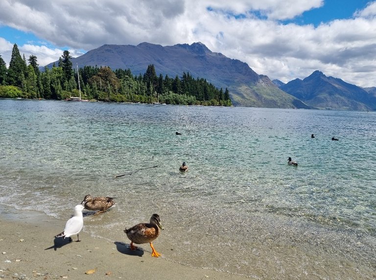 Next to one section of this boardwalk was a beach. You could stand on the wooden boards and look over a big stone wall and see this: ducks and the occasional seagull, having a grand old time hanging out in the clear water. I think they must be fed a lot by tourists as they were way too tame for wild animals.