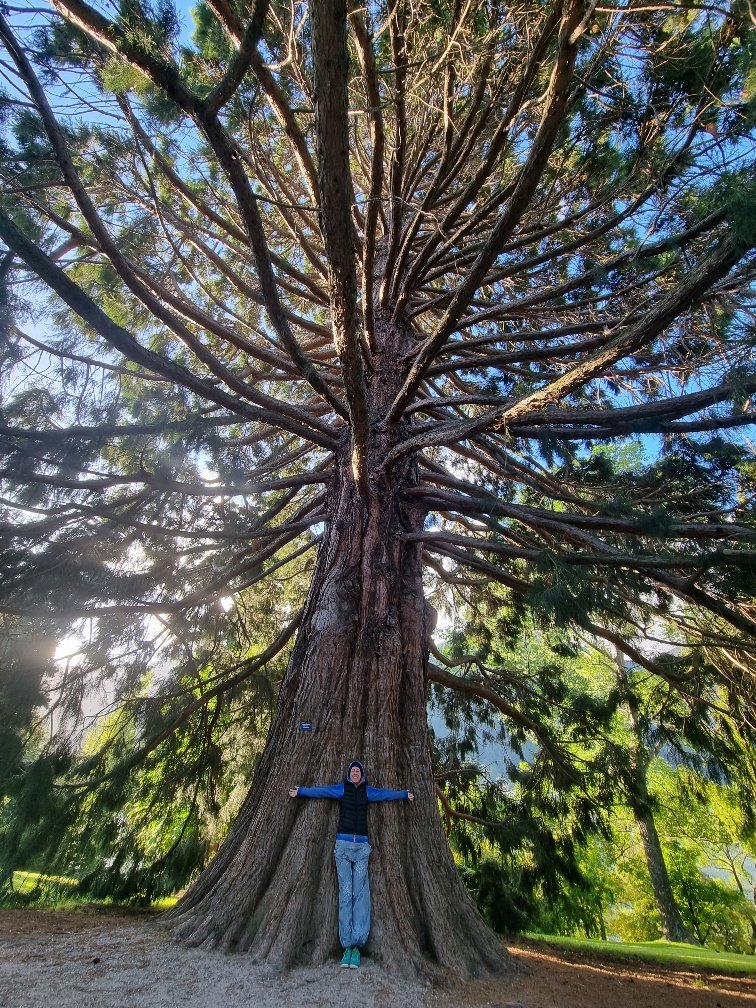 But the lake was just *one* of the things we loved about Queenstown. We also loved the ginormously huge trees. I was hugging this tree only moments before this photo but we needed some perspective to show you just how *big* this tree is.