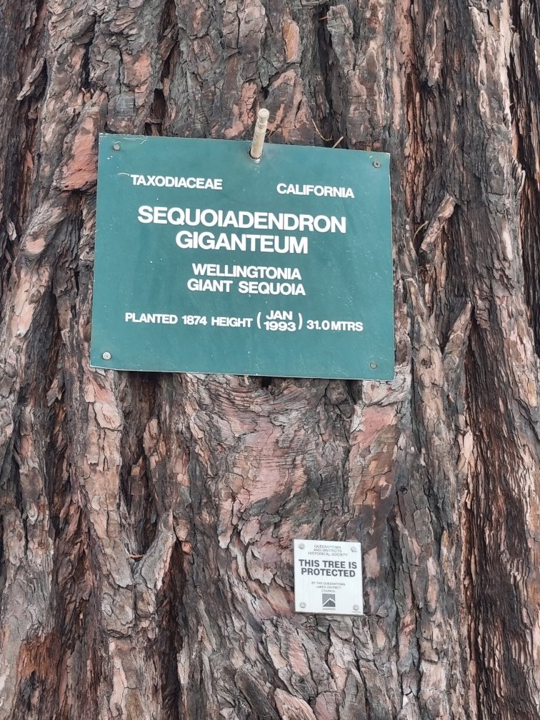 There were a few of these in town. They’re not native to New Zealand but I love them anyway. It makes me want to go to California and see more of these Sequoia in their native landscape.