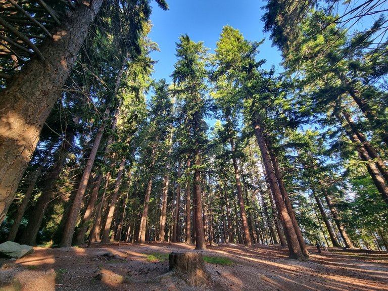 Then we ran through this pine forest before heading out to the out-and-back section alongside the lake.