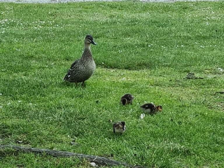 And because it was still late Spring, it meant there were babies everywhere! I love it when we get to see ducklings. They’re so cute!!