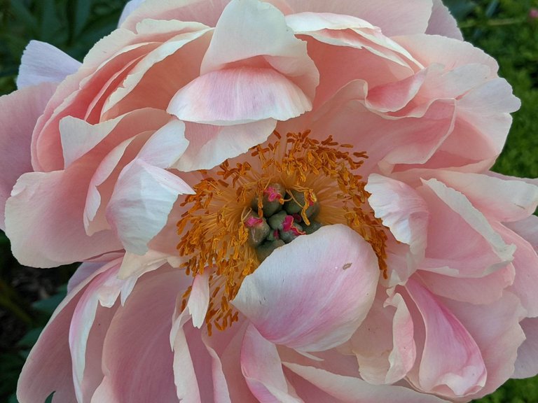 The course ran along a packed gravel path the whole way. The first and last bit were through the mowed-lawn areas with beds of pretty flowers on the side. Like this one! It was like an oversized rose. I’d never seen anything like it before and I loved it so much it made me teary!