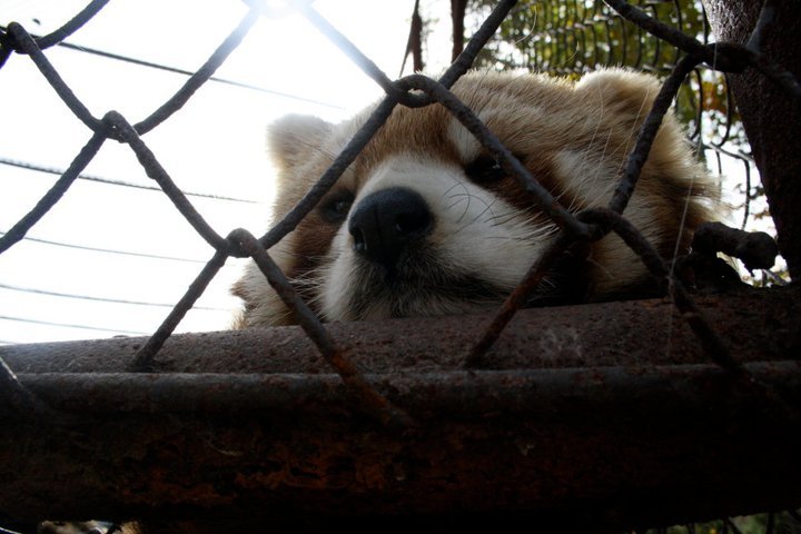 -Endangered Red Panda-