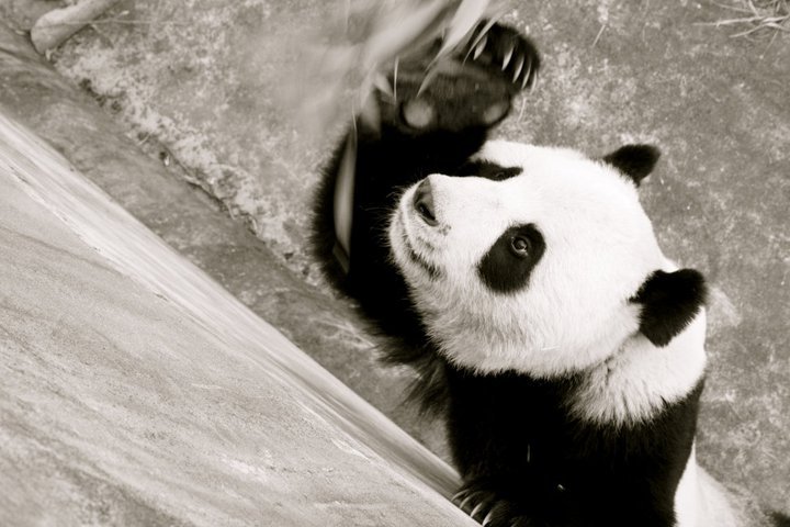 -Feeding Bamboo-