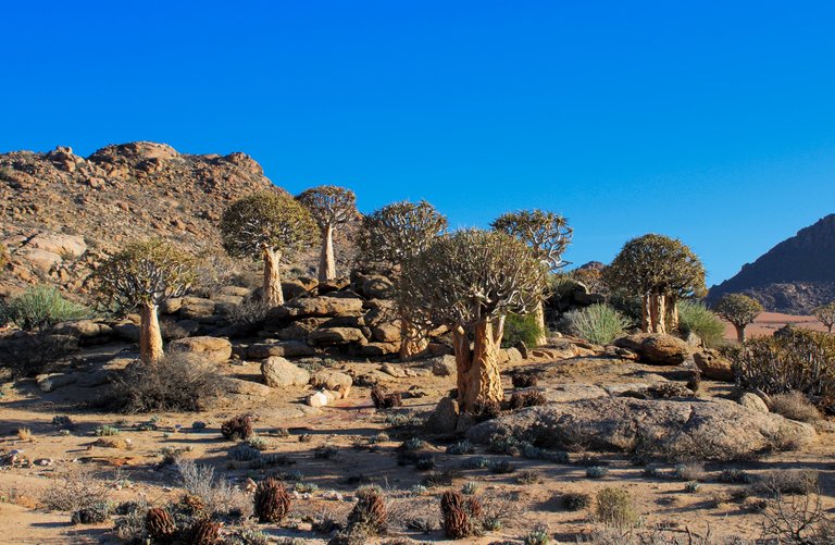 Quiver trees (afr: Kokerbome) giving a characteristic feel to the landscape. It looks somewhat like an army regiment from afar.