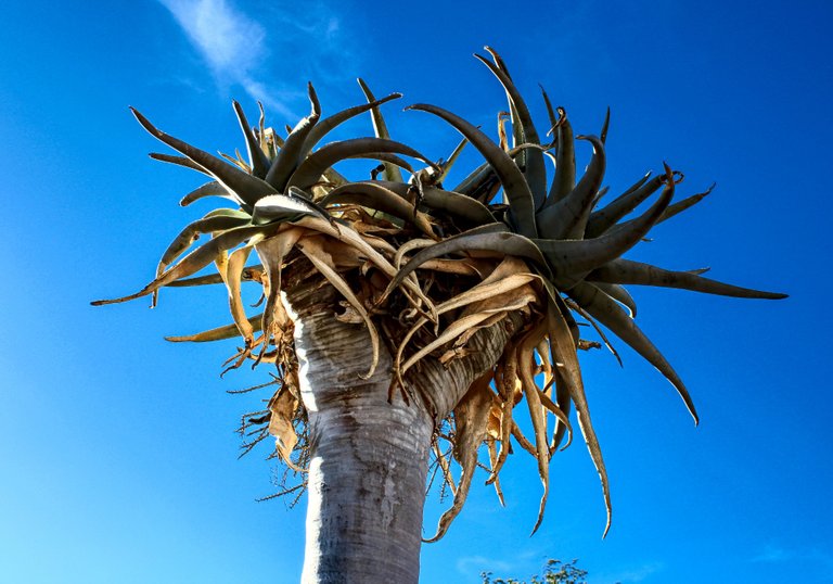 An Aloe tree standing out as one of the taller giants in the reserve.