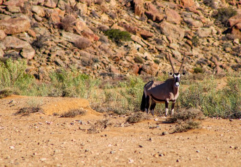 The Gemsbok is a desert specialist and has learnt to master these harsh environments by making use of a low metabolism and a carotid rete system (which is a group of nasal blood vessels that are designed to cool the blood while circulating it through to the brain).