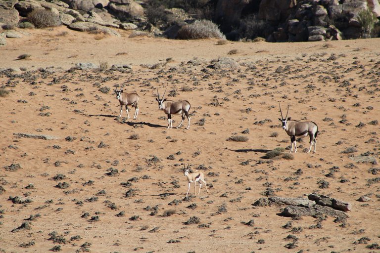 Some Gemsbokke, and a lonely Springbok (South Africa's national animal).