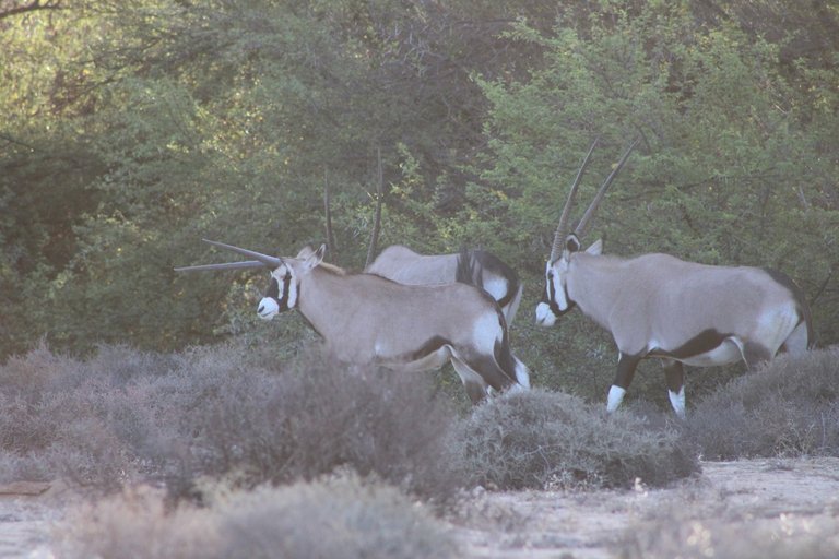 The little 'Unicorn-like' Gemsbok I told you about.