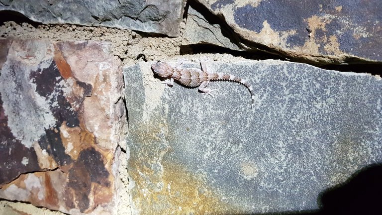 Bibron's Thick-toed Gecko chilling on the chalet wall at night.