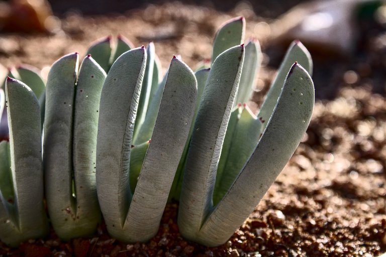 Lobster Claws on display in the Hester Malan Succulent Garden.