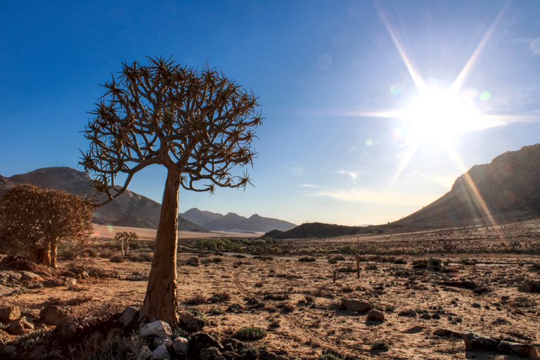 A Quiver Tree in the setting sun.