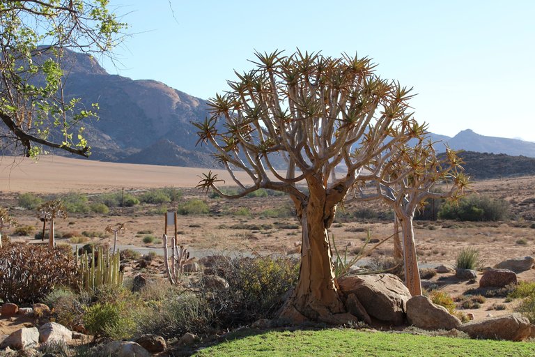 More Quiver trees, with a beautiful backdrop.