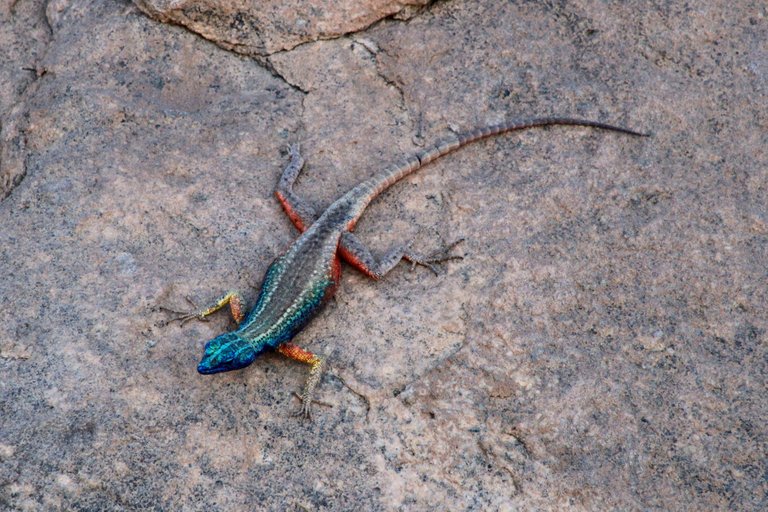 Another one chilling on the rocks.