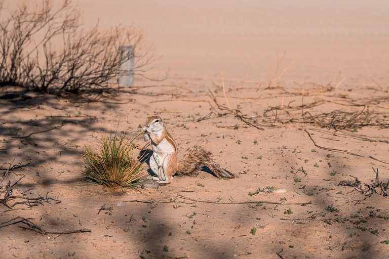 Ground Squirrel (Photo: Vicky Garcia).