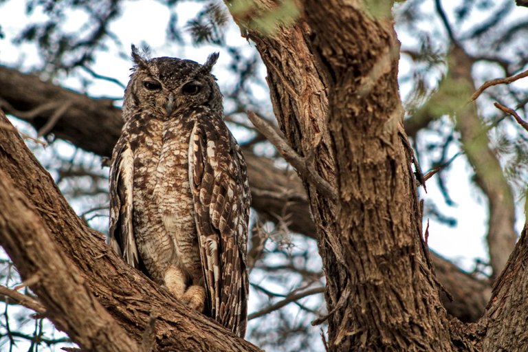 A Spotted Eagle-owl.