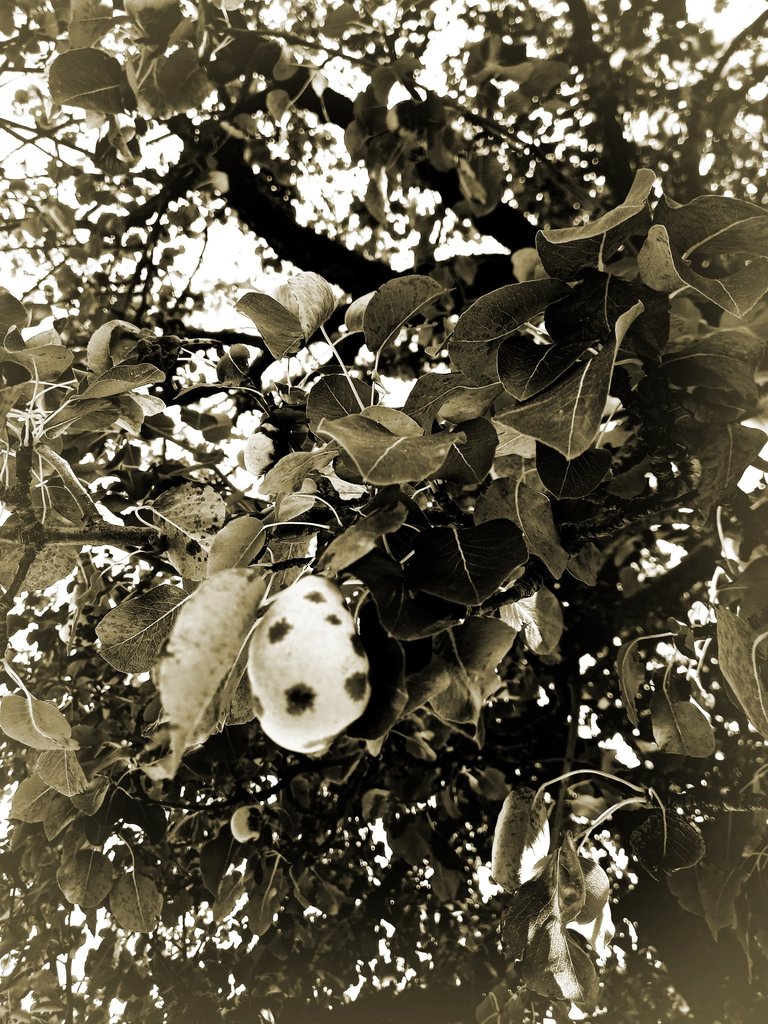 The Pears, in Monochrome